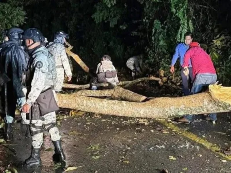 Lluvias provocan caída de árboles y bloqueo parcial en Tuxtepec–Oaxaca