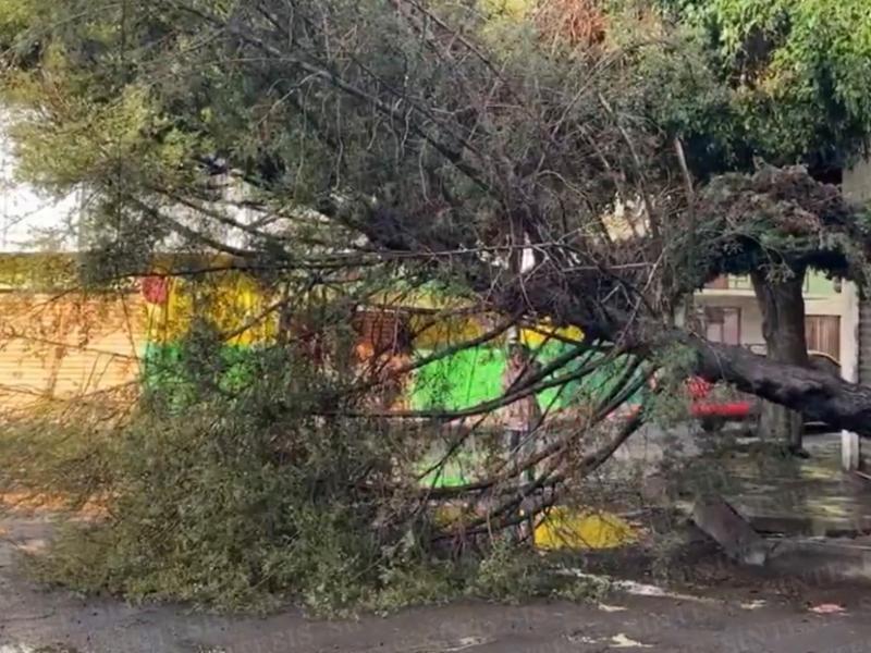 Lluvias provocan caída de árbol en colonia Cleotilde Torres Puebla