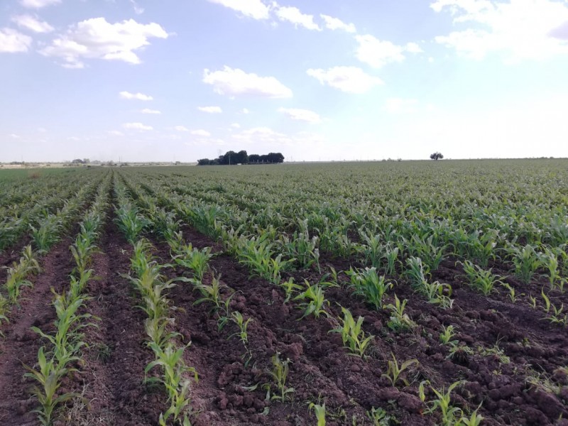 Lluvias retrasan labores del campo