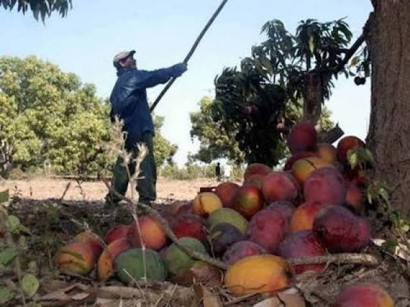 Lluvias y fuertes vientos afectan producción de mango