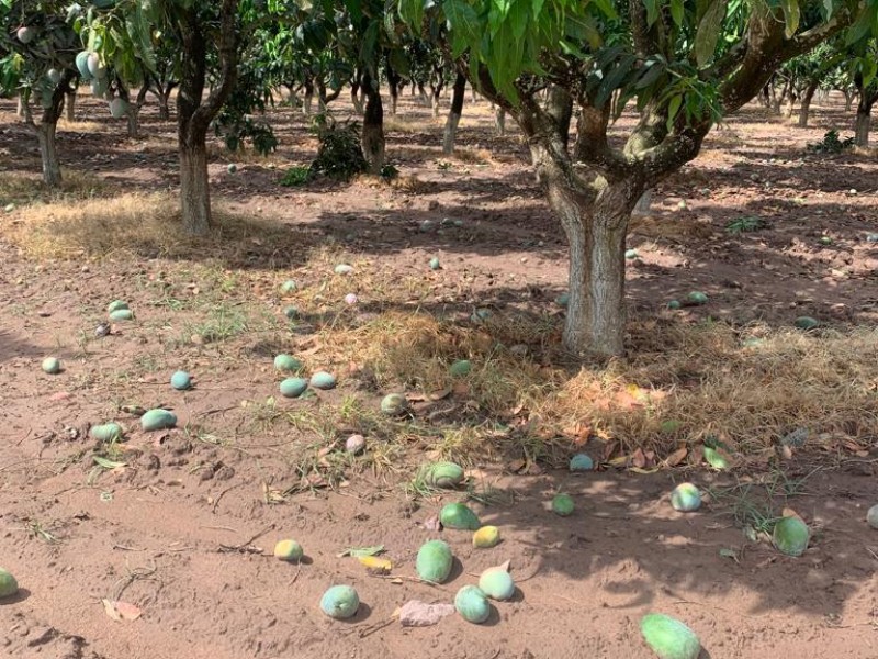 Lluvias y fuertes vientos dejan daños en huertas de mango