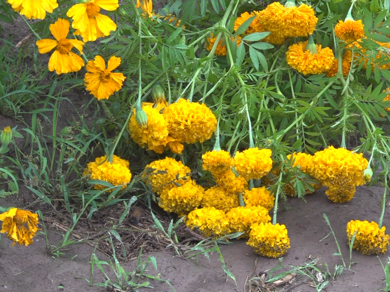 Lluvias y viento afecta producción de flor de muertos