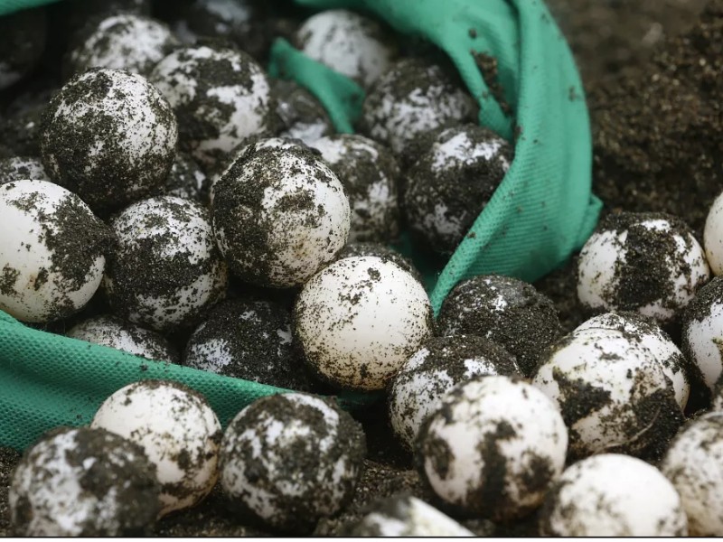 Lo separan del cargo por presunto consumo de huevos de tortuga