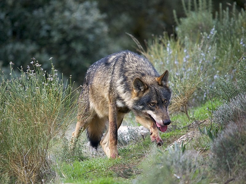 Lobo de escapa del zoológico de Aragón y provoca persecución