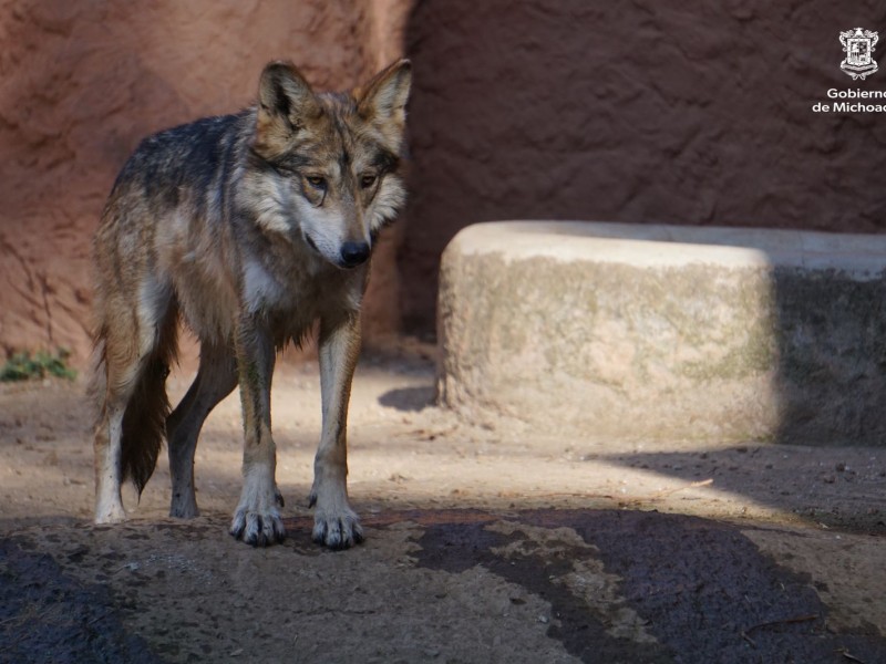 Lobo Gris Mexicano en peligro de extinción