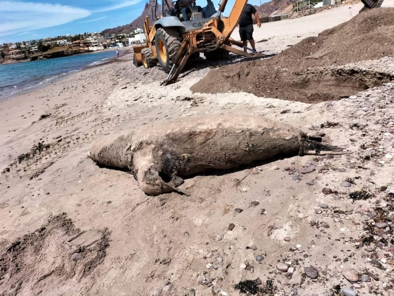 Lobo marino encontrado sin vida es enterrado en San Carlos