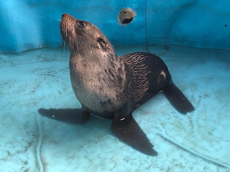 Lobo marino evoluciona favorablemente