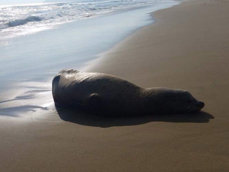 Lobo Marino visita Ixtapa-Zihuatanejo