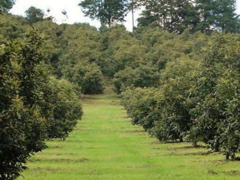 Localiza Guardián Forestal 813 huertas irregulares de aguacate