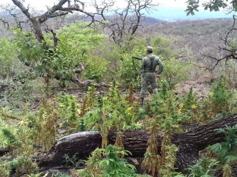 Localiza SEDENA plantío de marihuana en límites Zacatecas-Jalisco