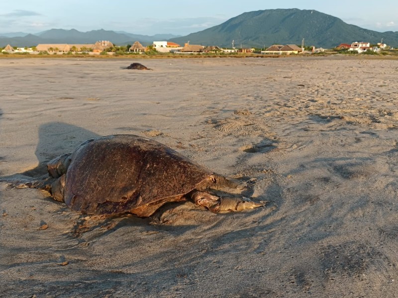 Localizan 10 tortugas muertas en Salina Cruz