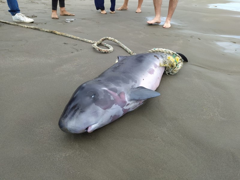 Localizan a cachalote sin vida en playa Mocambo