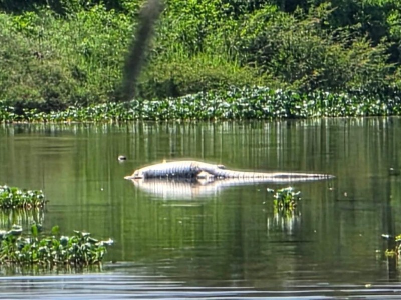 Localizan a cocodrilo muerto en Coyuca de Benítez