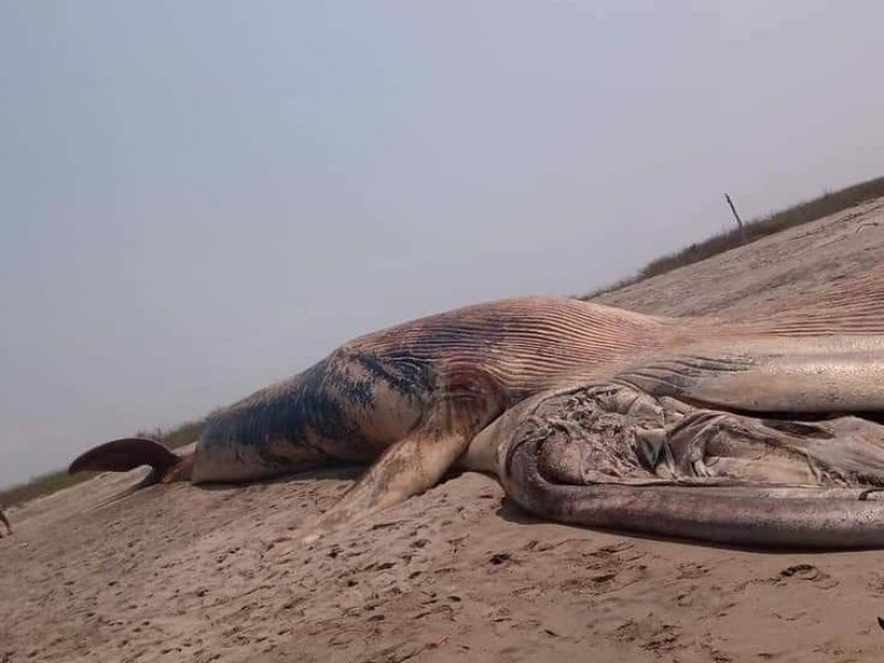 Localizan a ballena muerta en costas de Oaxaca