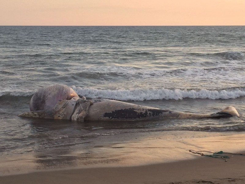 Localizan ballena muerta en playas de Mazatlán