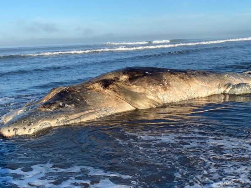 Localizan ballena muerta en playas del Tambor
