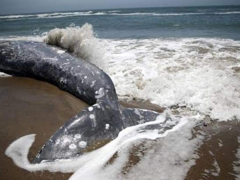 Localizan ballena varada en Punta Abreojos.