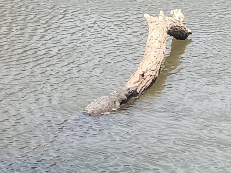 Localizan cinco cocodrilos que viven en los ríos de Culiacán