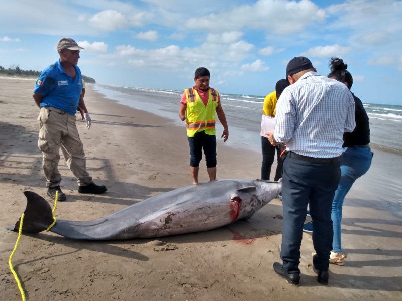 Localizan delfín muerto en playas de Tuxpan