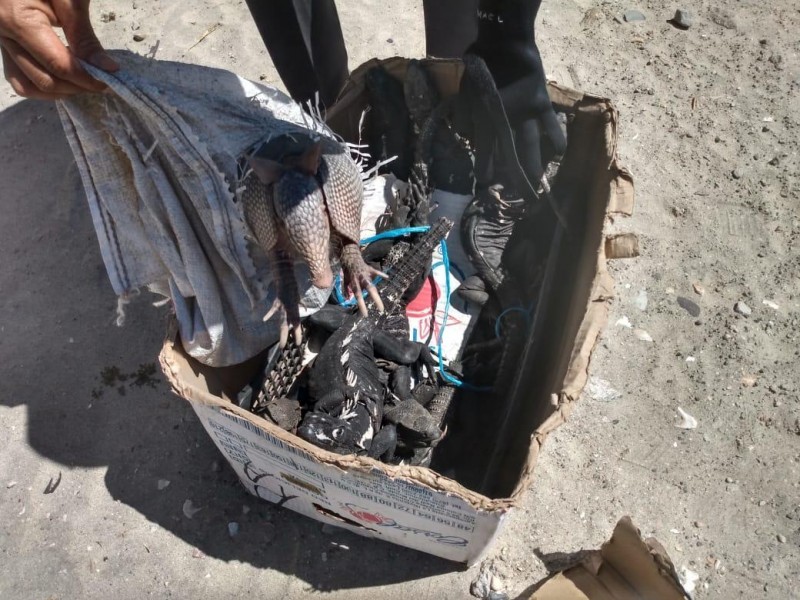 Localizan iguanas abandonadas en playas de Salina Cruz