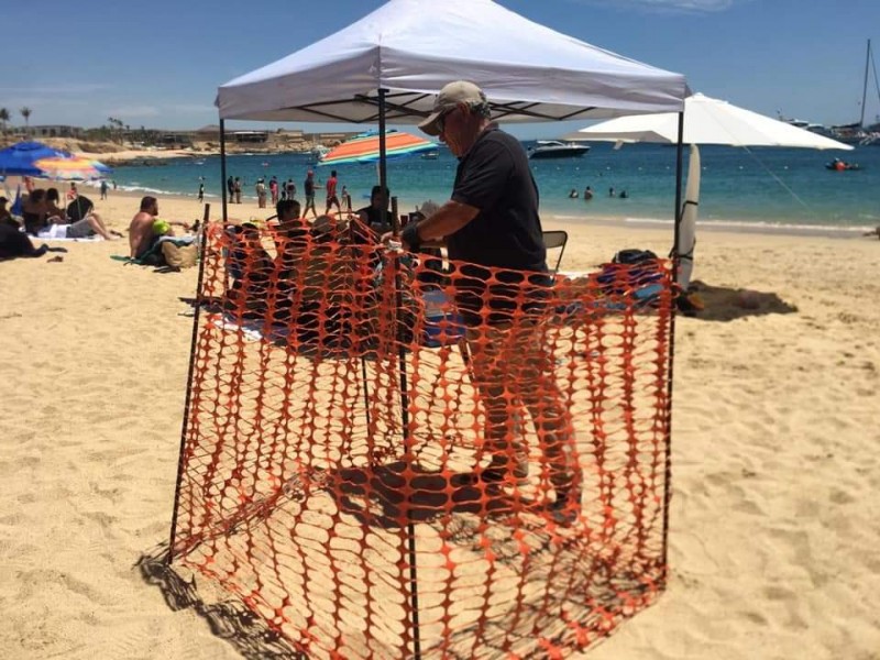 Localizan nido de tortuga en playa Chileno