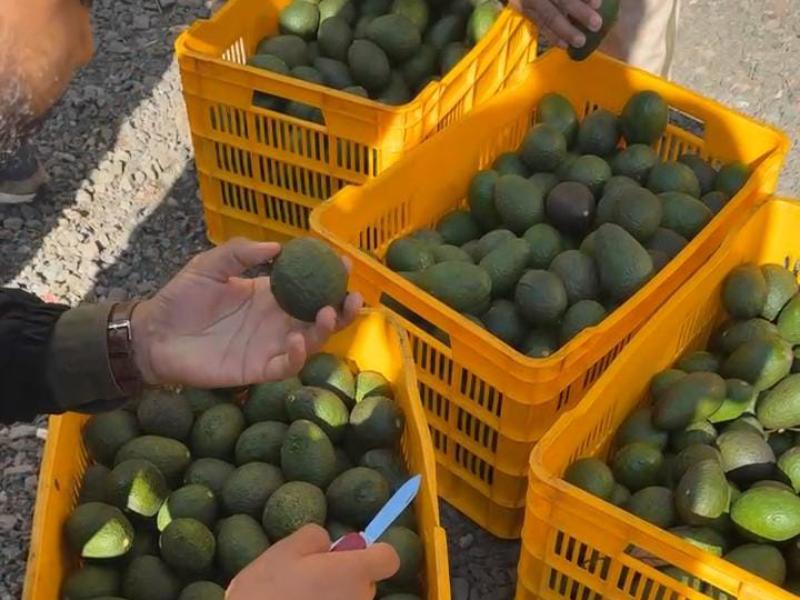 Localizan nueva carga de gusano barrenador en aguacate; señalan lo quemarán