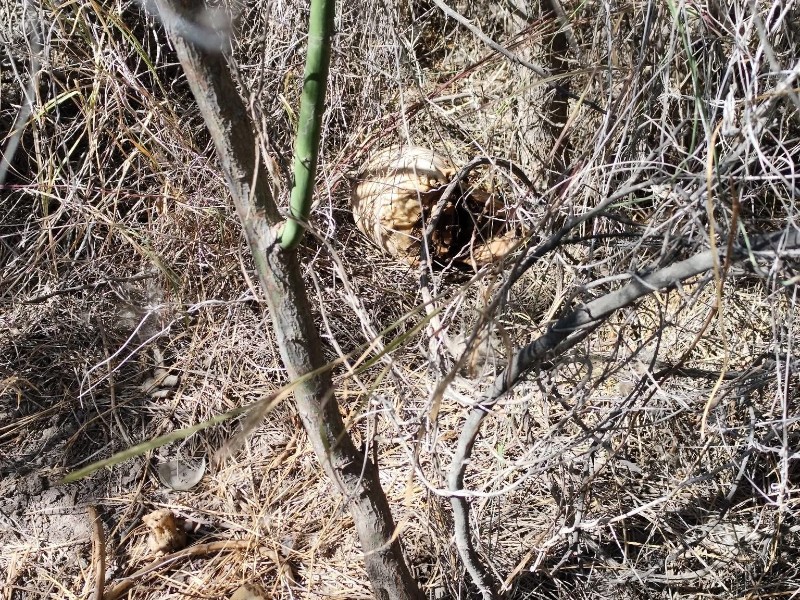 Localizan osamenta en carretera a Gregorio García, en Gómez Palacio Localizan osamenta en carretera a Gregorio García, en Gómez Palacio