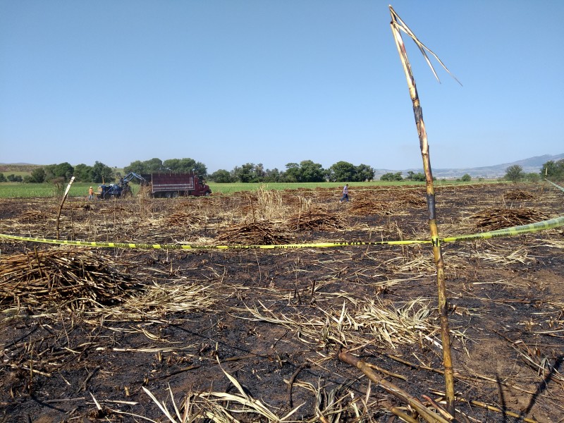 Localizan osamenta en plantíos de caña