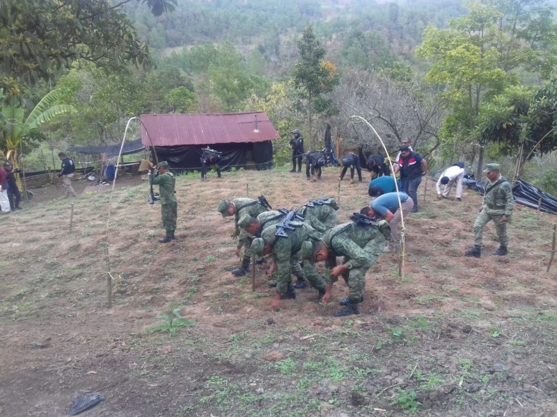 Destruyen plantío de marihuana en Huixtán