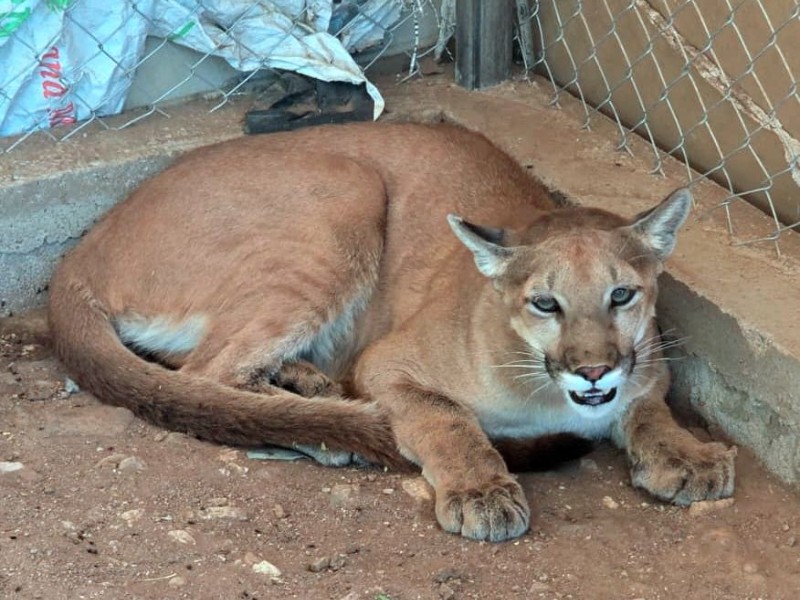 Localizan puma, jabalíes y arsenal durante cateo conjunto