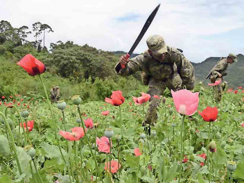 Localiza Sedena 100 plantíos de droga en Zacatecas