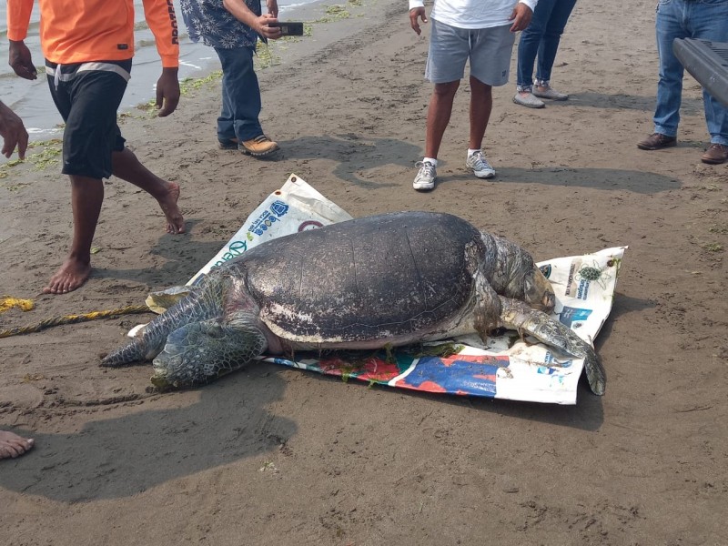 Localizan tortuga muerta en playa de Boca del Río