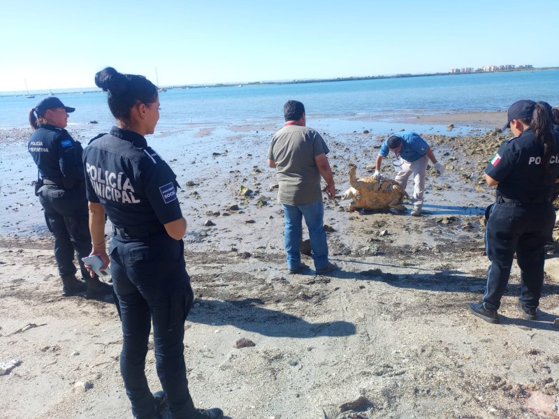 Localizan tortuga sin vida en el malecón