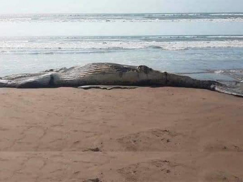 Localizan una ballena jorobada muerta en playa El Sesteo