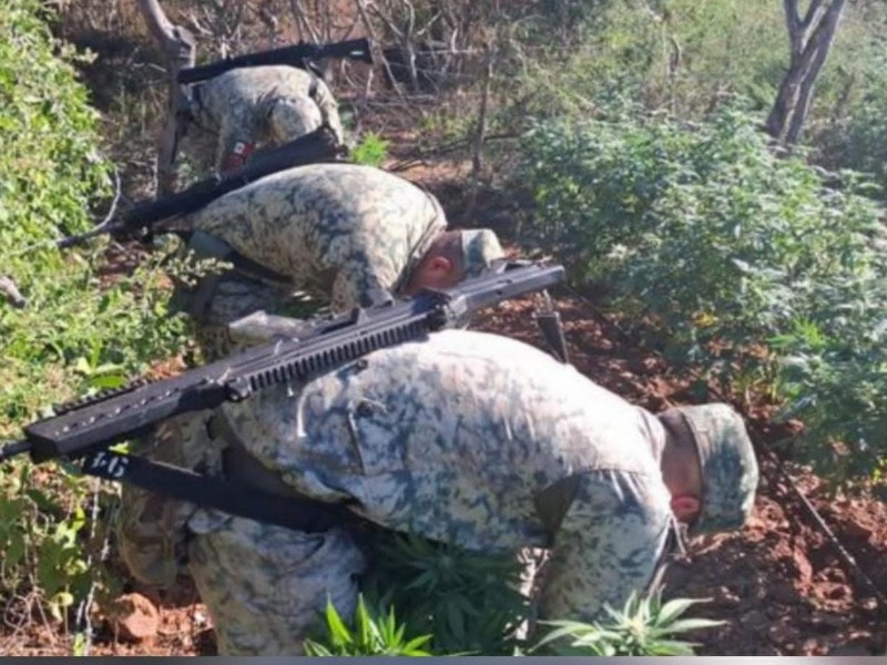 Localizan y destruyen 2 plantíos de marihuana en Culiacán