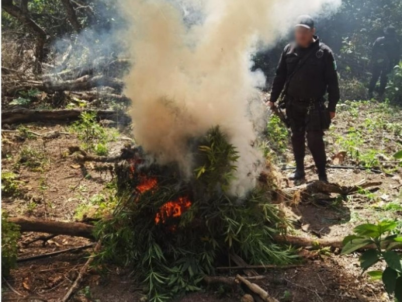 Localizan y destruyen dos plantíos de droga en Mascota