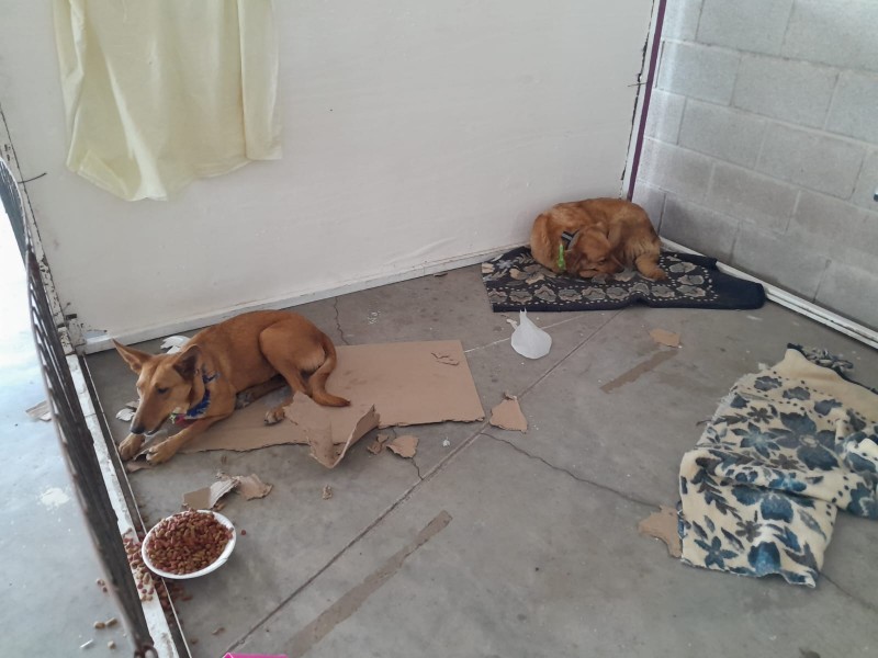 Logran adopción responsable de 39 perros en situación de calle