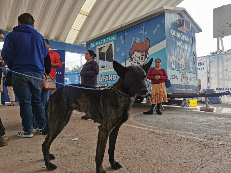 Logran esterilización de 653 mascotas en Corregidora