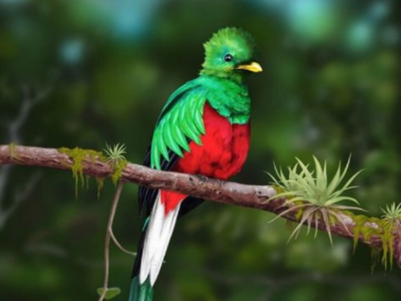 Logran reproducción de Quetzal en cautiverio