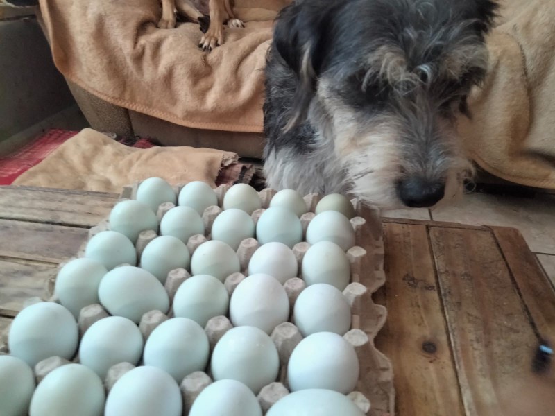 Lomitos de GHAPAD lanzan venta de huevos para financiar sus croquetas