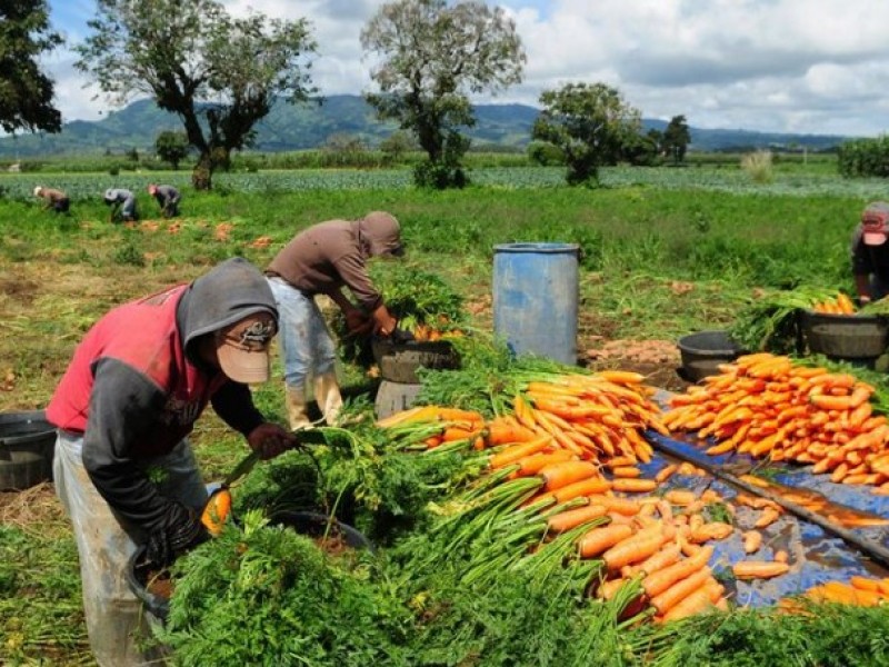 Los agricultores también son héroes frente a la pandemia: FAO