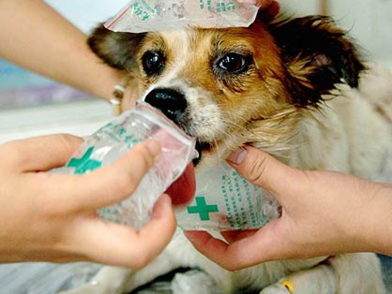 Las mascotas son los más afectados por el calor