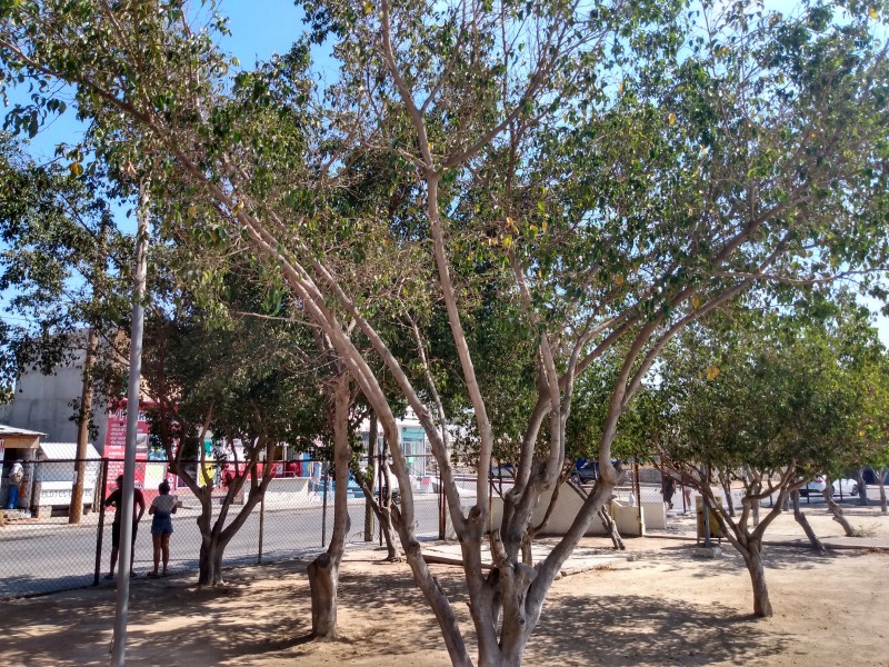 Los Cabos cuenta con un árbol por cada 1km