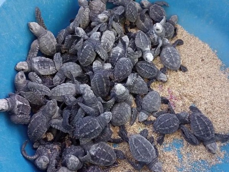 Los Cabos refugia 3 especies de tortugas marinas