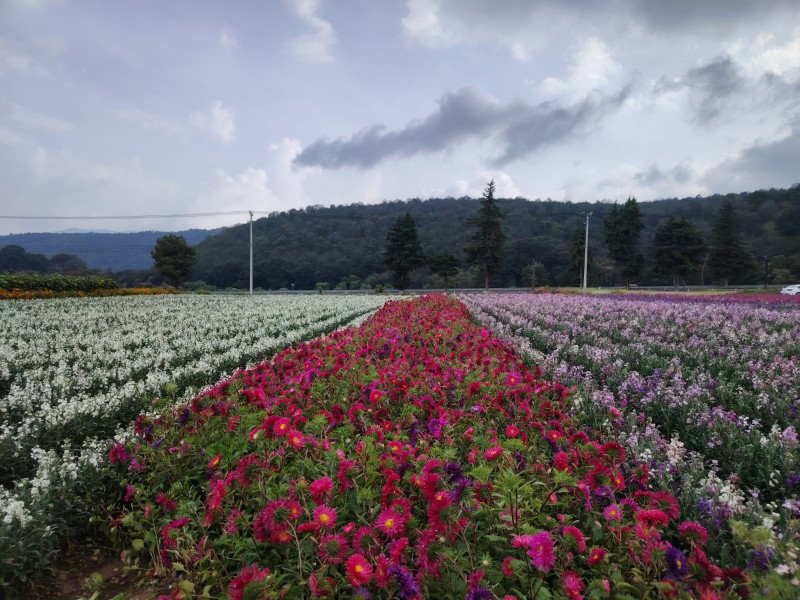 Los campos de San Francisco Putla florecen con aroma a tradición