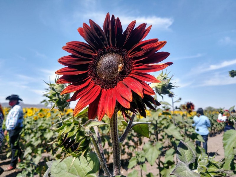 Los girasoles dan vida económica a Mocorito