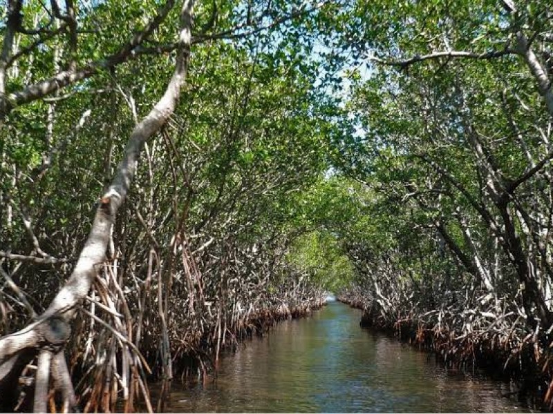 Los manglares son ecosistemas que juegan un importante rol ecológico