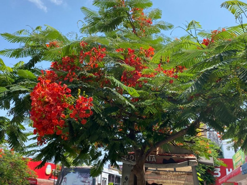 Los Mochis se pinta de color con árboles de Tabachín