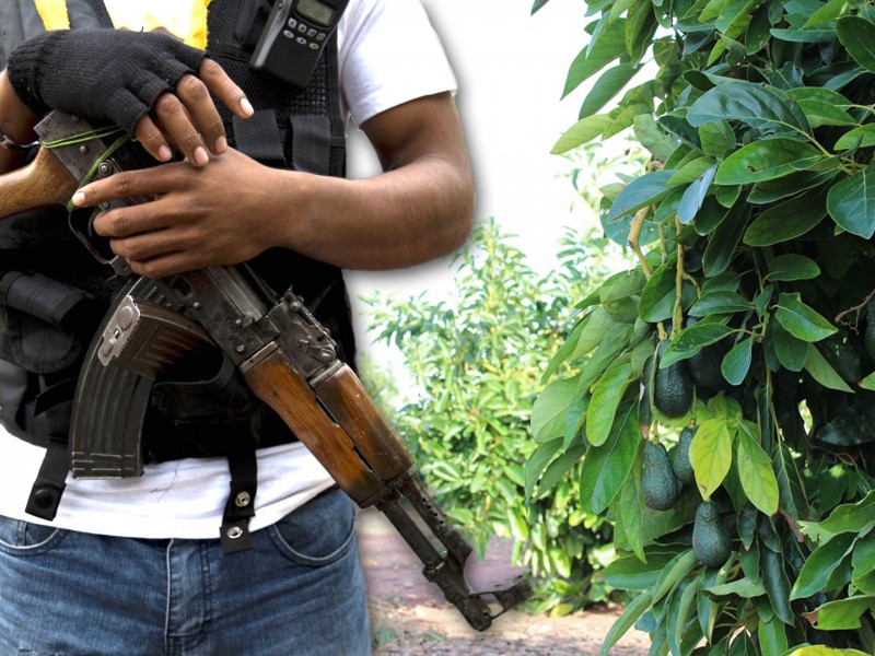 🥑Los narcos están haciendo huachicol con el AGUACATE