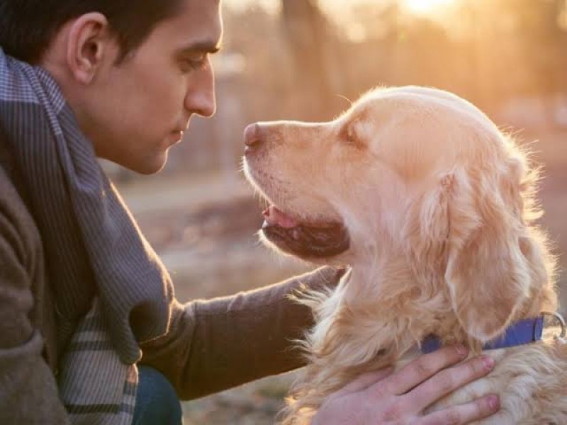 Los perros podrían ser portadores de nuevo virus